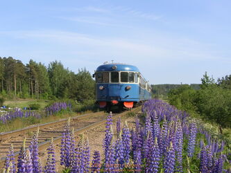 Im Sommer blüht es in Finnland auf Wiesen und Bahndämmen